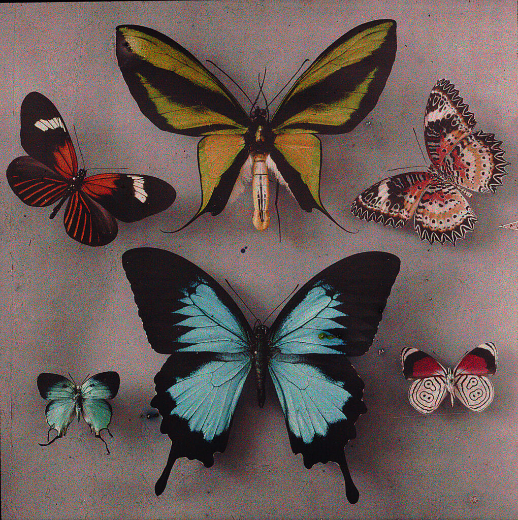 Arthur von Hübl, Exotic Butterflies, 1908 -1914, ALBERTINA, Vienna,
On permanent loan from the Höhere Graphische Bundes- Lehr- und
Research Institute, © Photo: ALBERTINA, Vienna